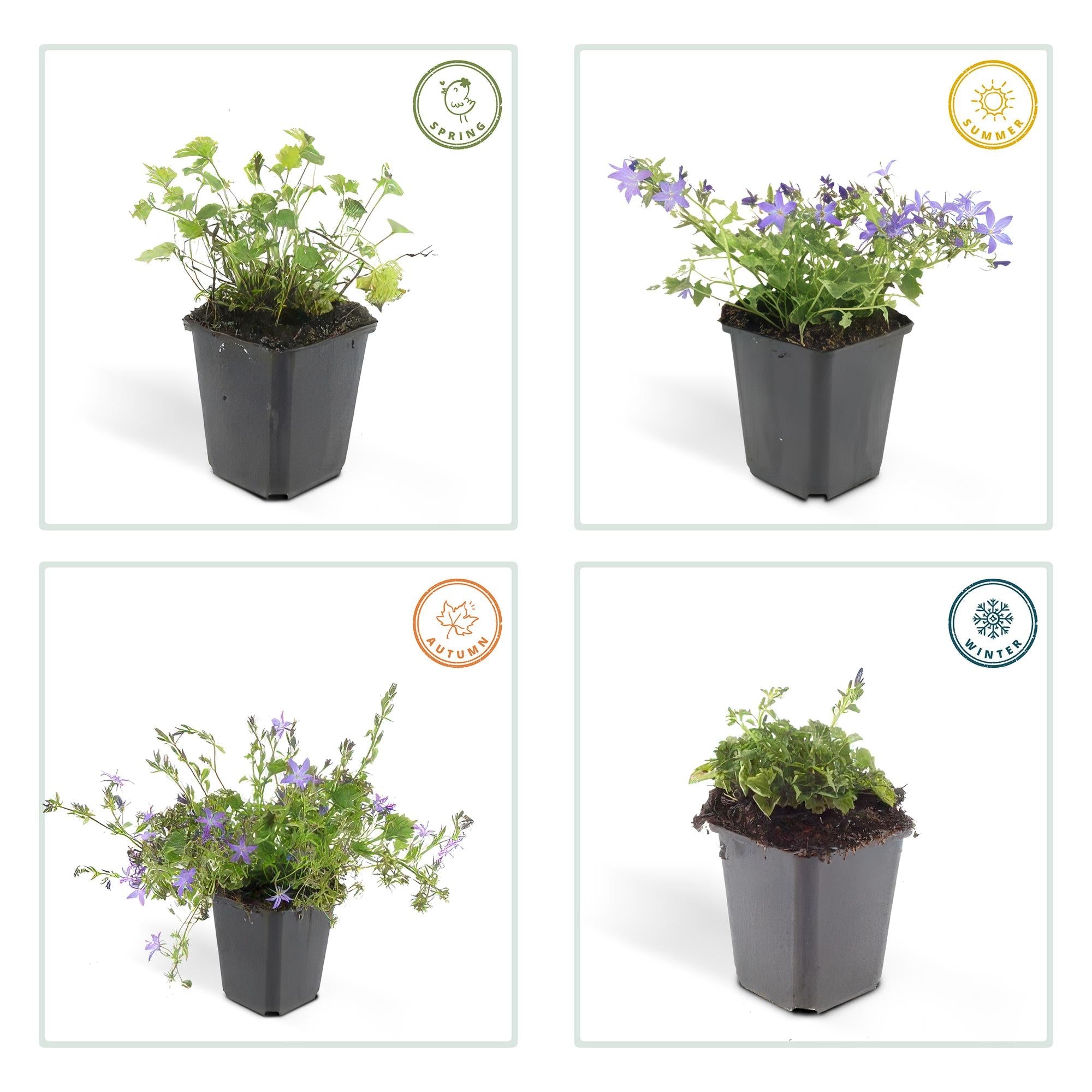 green-guardia-glockenblume-stella-pflanze-9cm-topf image 3