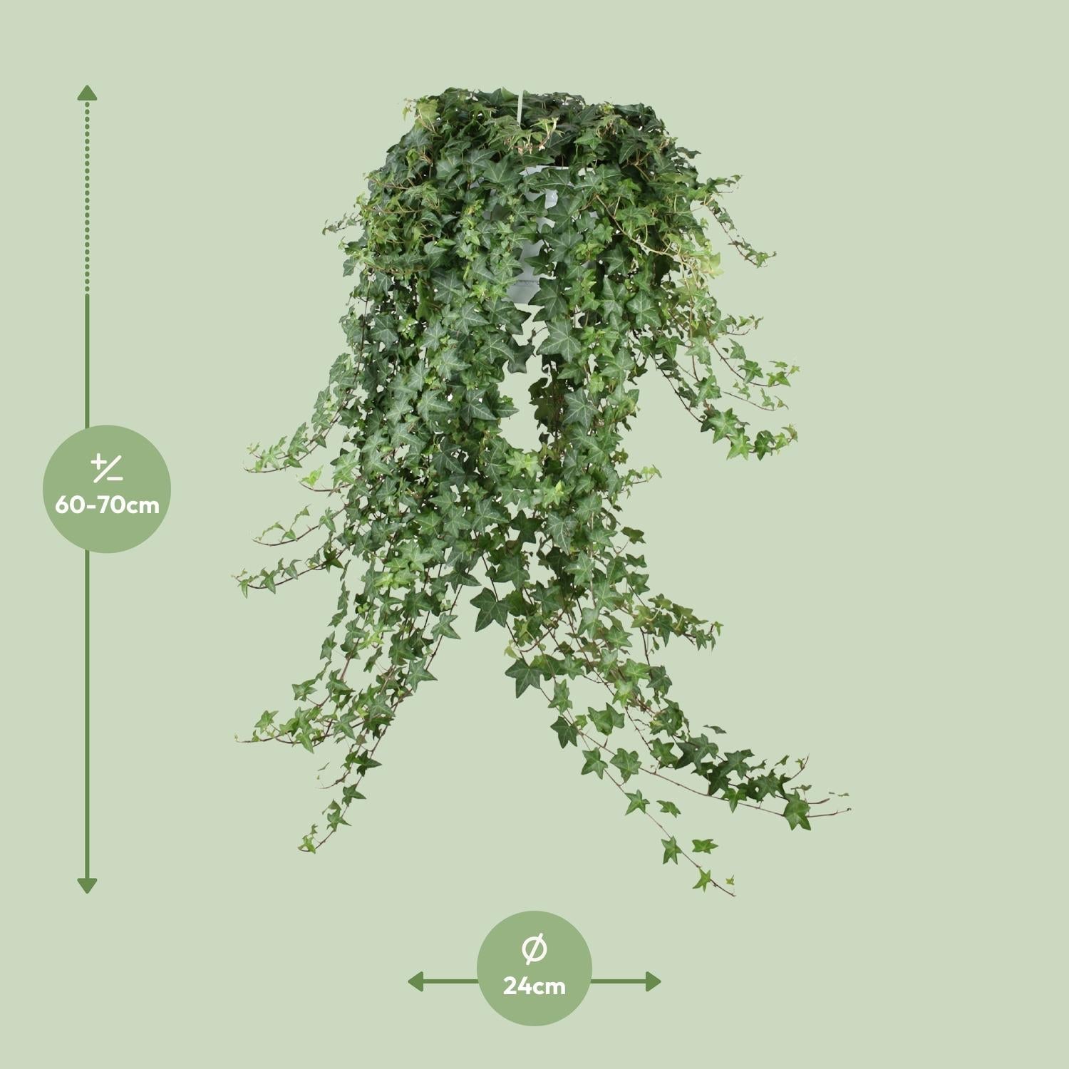 green-guardia-unsere-pflanzen-pitsburg-efeu-h-ngepflanze-50cm-17cm image 4