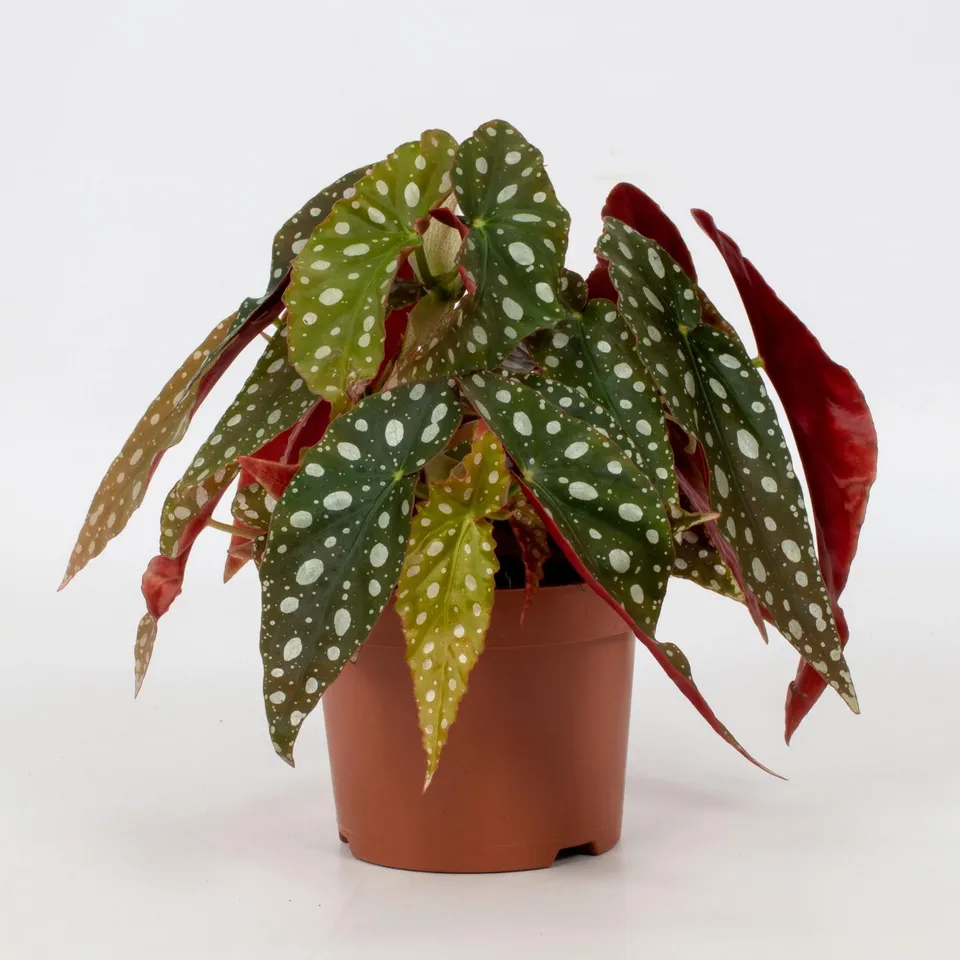 green-guardia-begonia-maculata-wightii-12cm-topf image 1