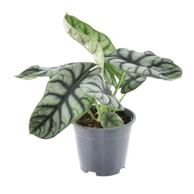 green-guardia-alocasia-nebula-silver-zimmerpflanze-14-cm-topf image 1