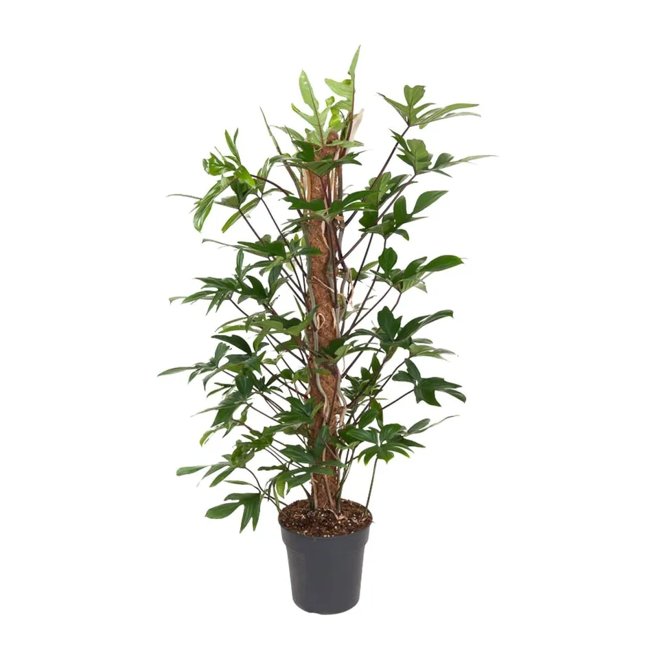 green-guardia-philodendron-pedatum-baumfreund-24-cm-topf image 1