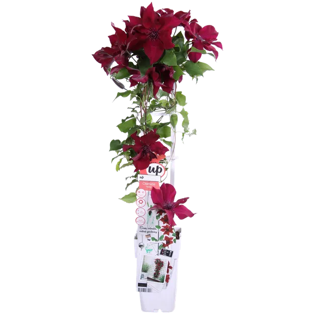 green-guardia-clematis-nubia-rot-kletterpflanze-65cm-k-bel image 1
