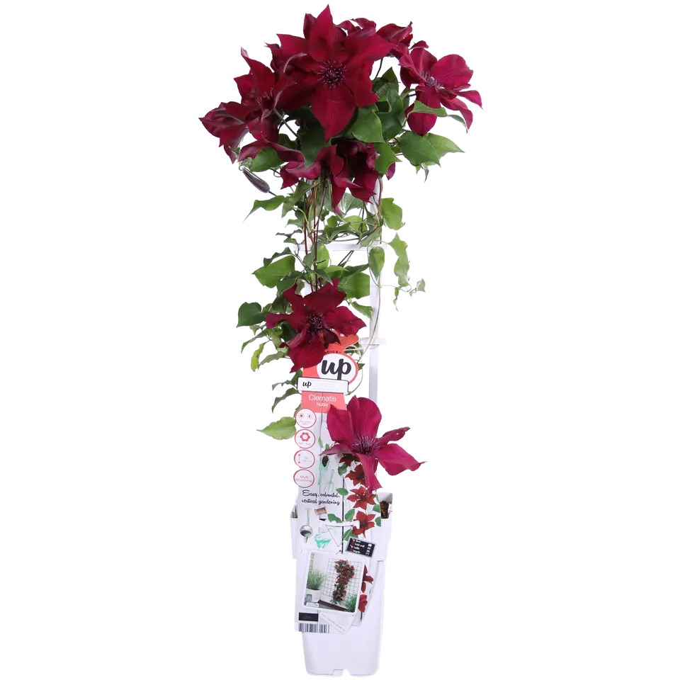 green-guardia-clematis-nubia-rot-kletterpflanze-65cm-k-bel image 1