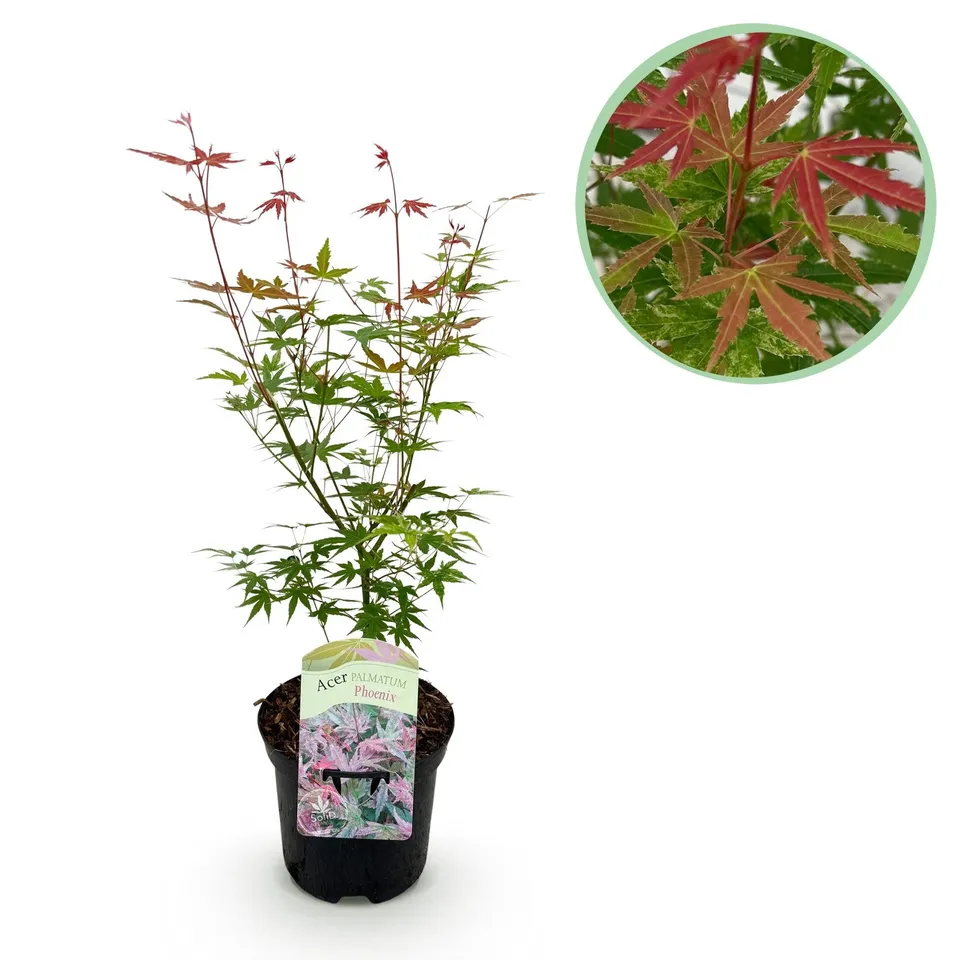 green-guardia-acer-palmatum-phoenix-japanischer-ahorn-19cm-70cm image 1