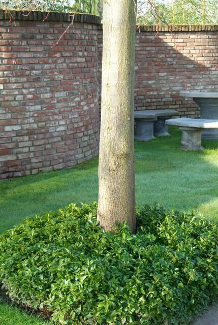 green-guardia-unsere-pflanzen-pachysandra-bodendecker-6-pflanzen-schatten image 5
