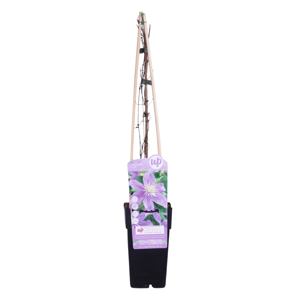 green-guardia-unsere-pflanzen-clematis-justa-kletterpflanze-65-cm image 3
