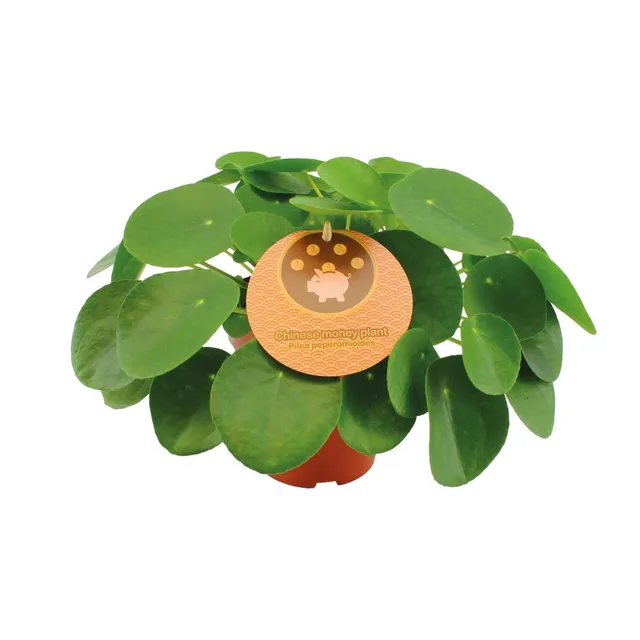 green-guardia-pilea-peperomioides-geldbaum-15-30-cm-topf image 1