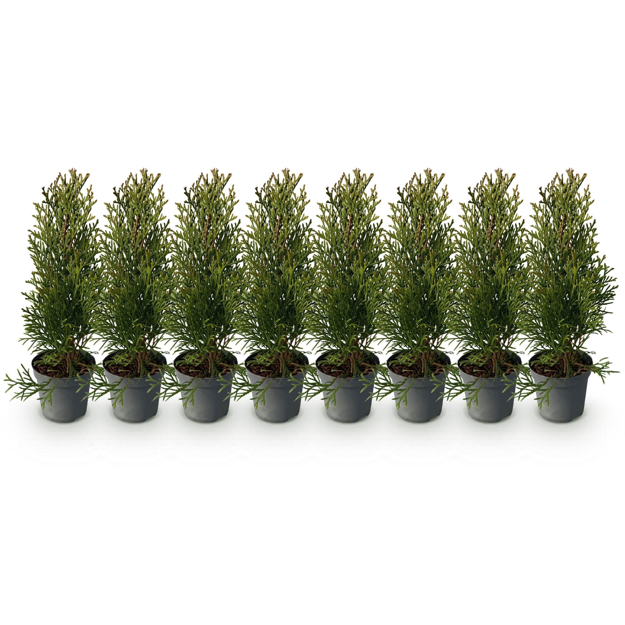green-guardia-smaragd-thuja-heckenpflanze-8-pflanzen-immergr-n image 3