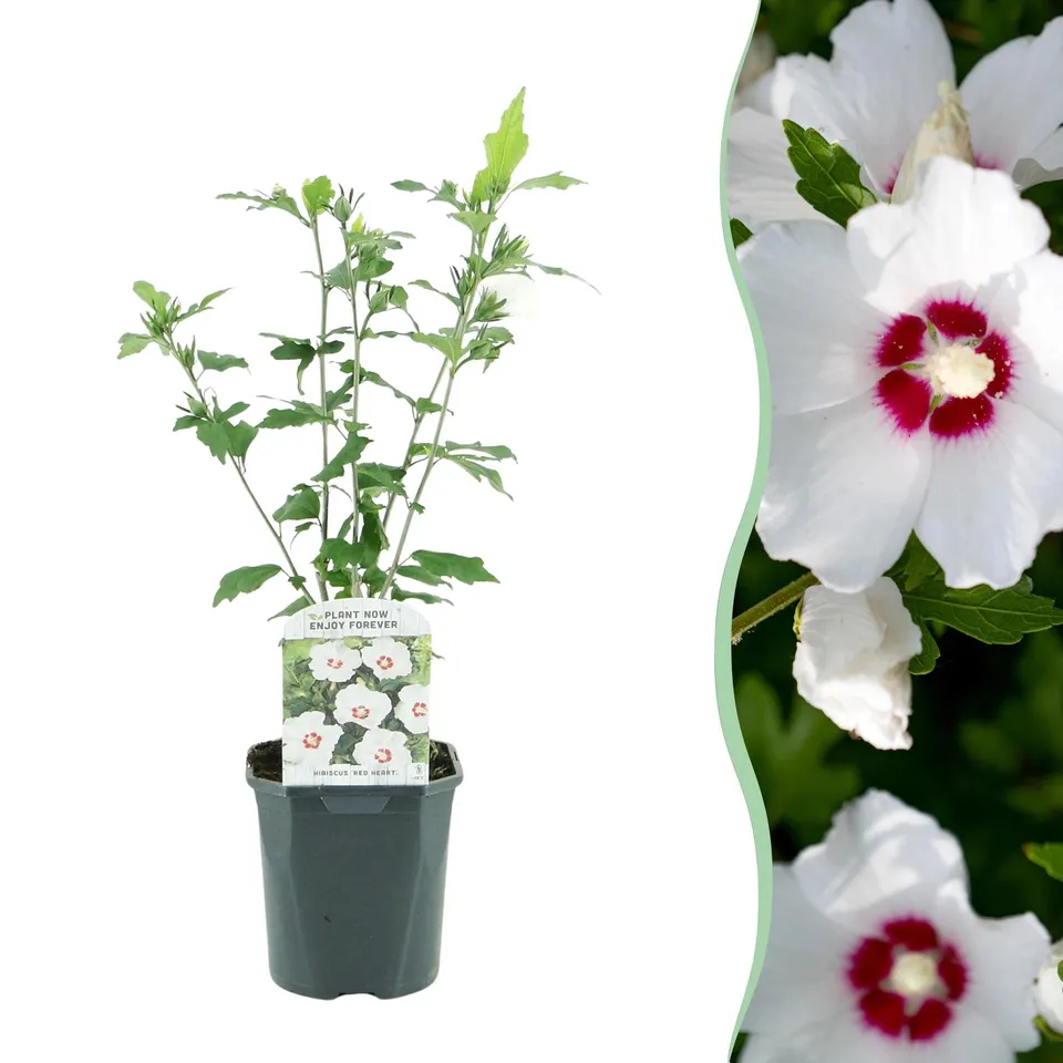 green-guardia-gartenhibiskus-red-heart-strauch-45cm image 1
