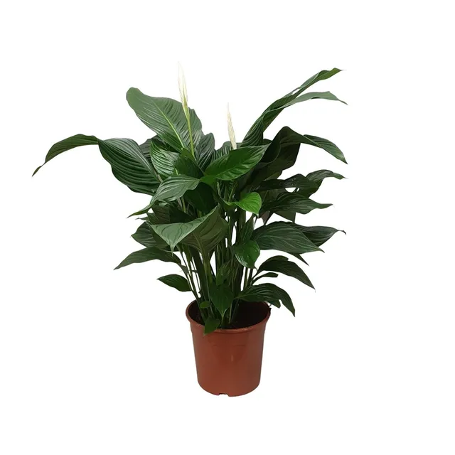 green-guardia-spathiphyllum-friedenslilie-70-cm-vivaldi image 1