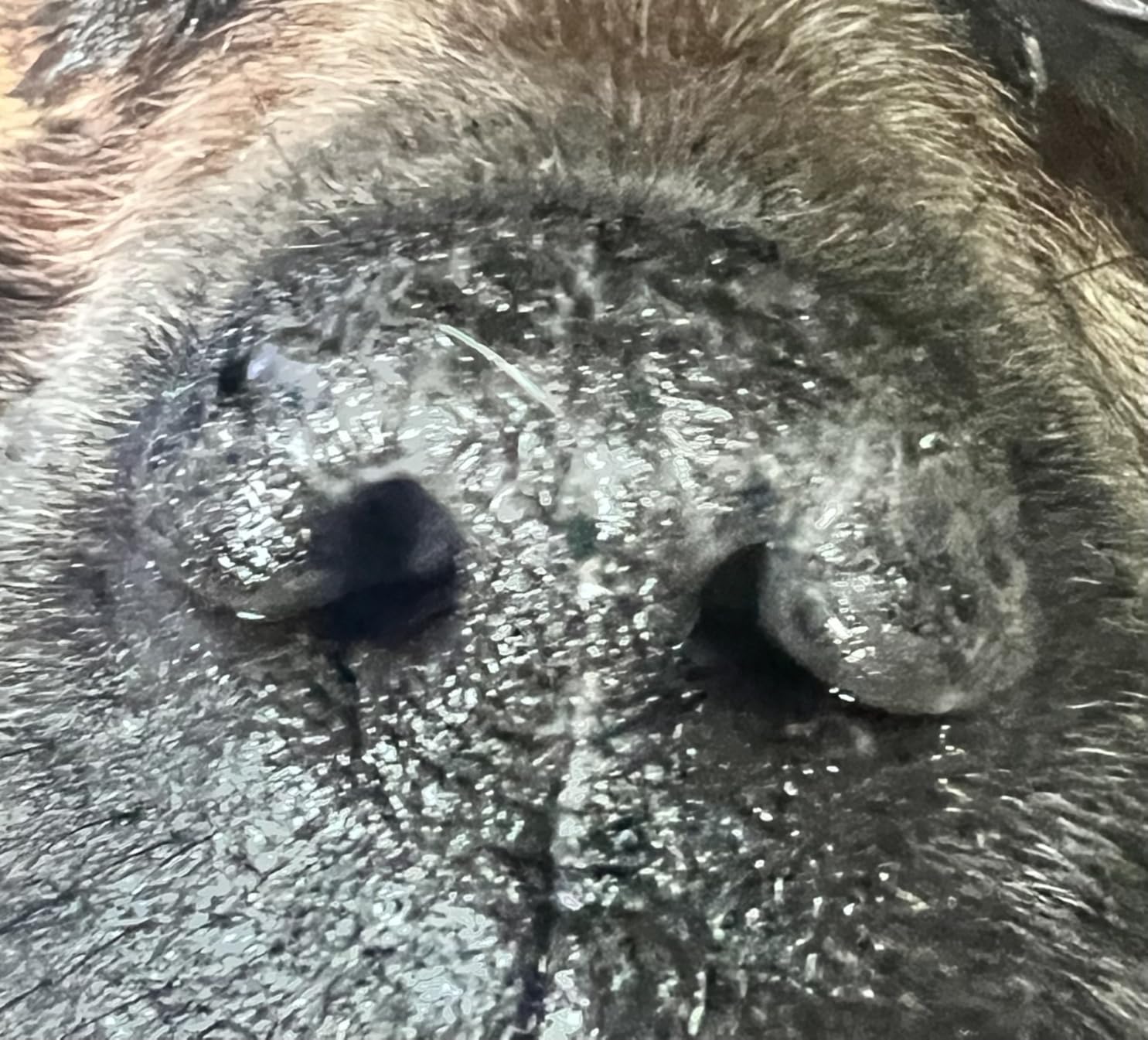 Hund mag es