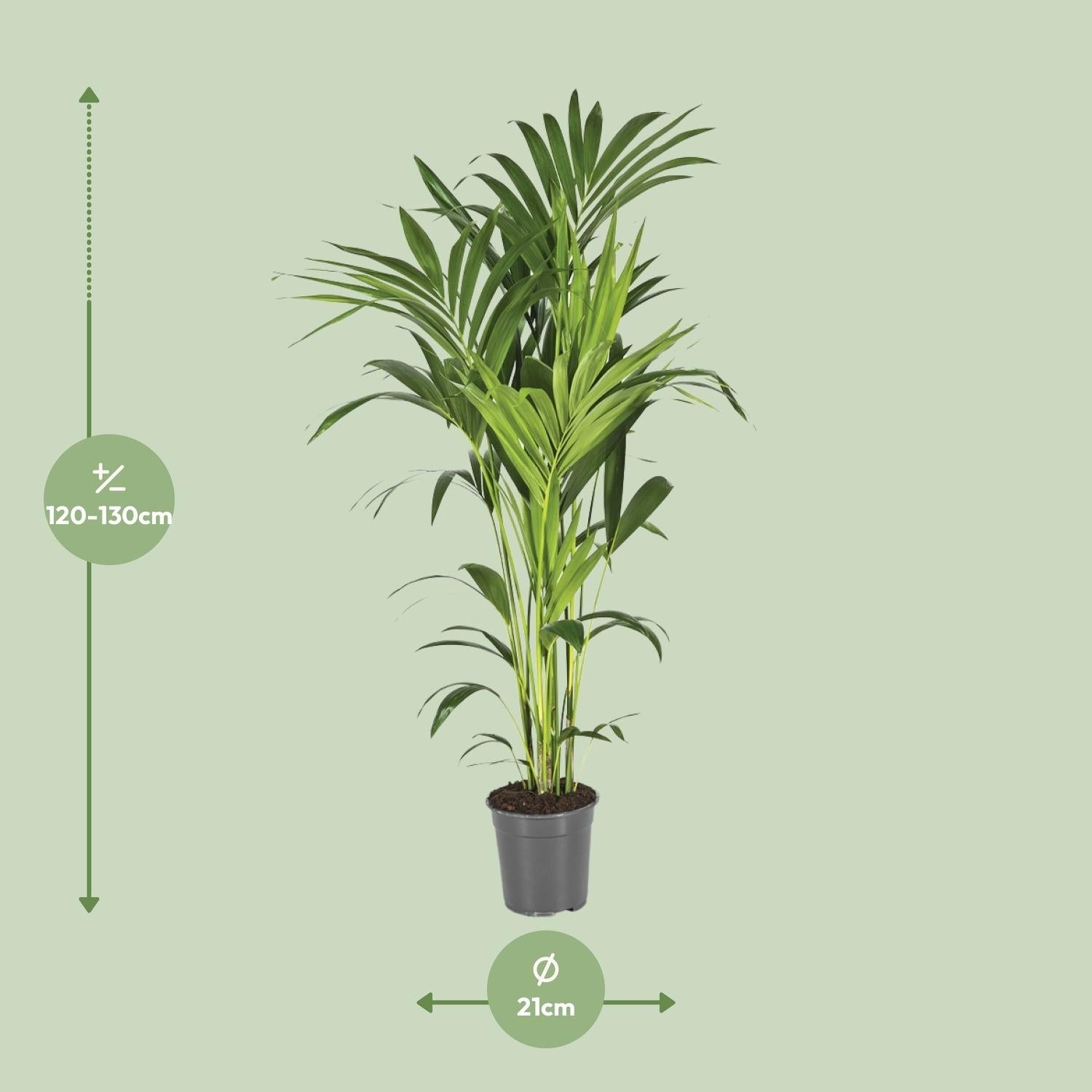 green-guardia-unsere-pflanzen-howea-kentia-palme-zimmerpalme-110-cm image 8