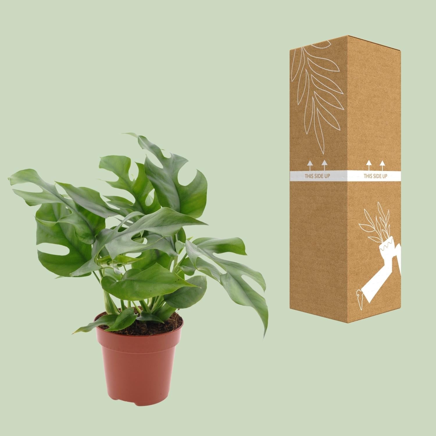green-guardia-monstera-minima-zwerg-fensterblatt-12cm-topf image 3