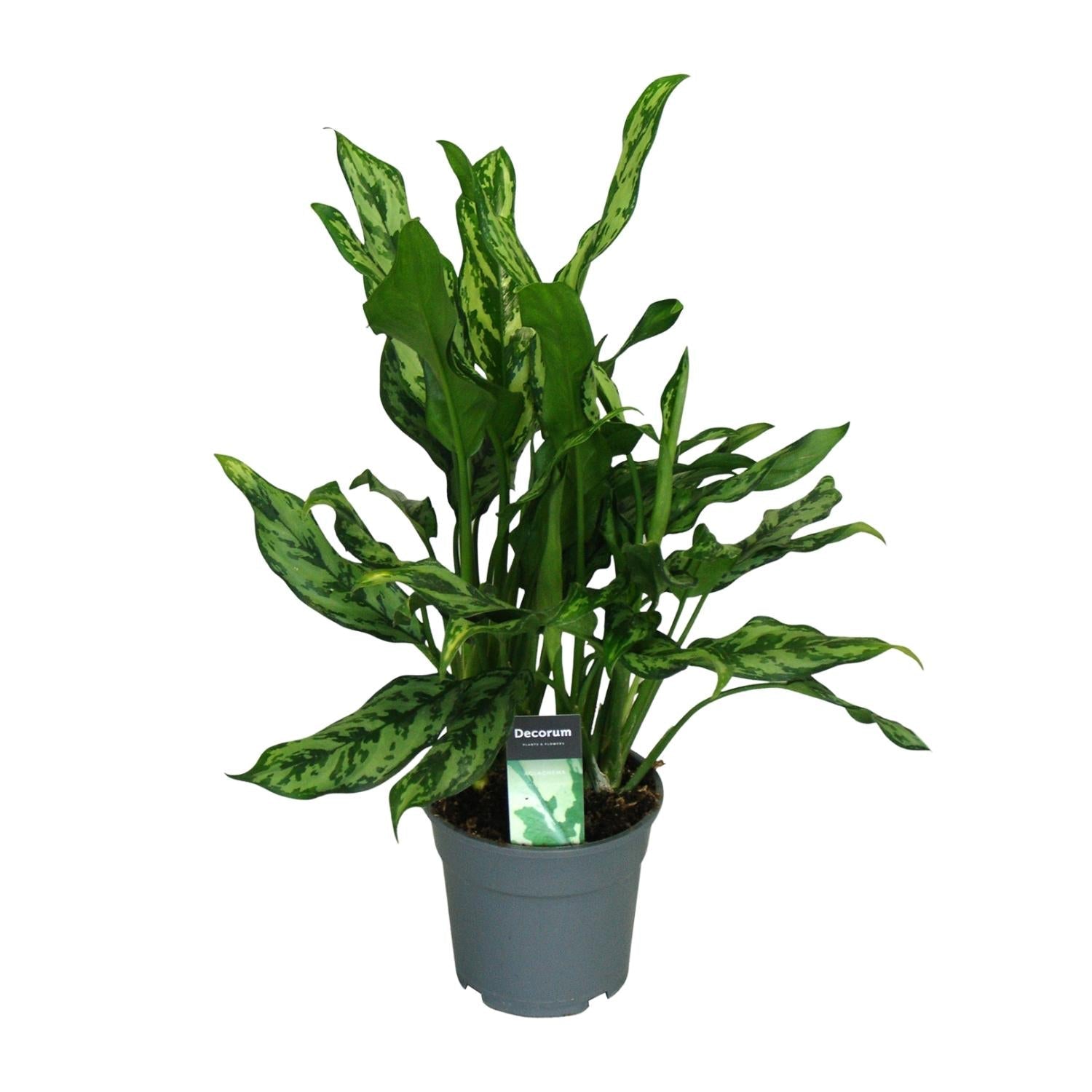 green-guardia-unsere-pflanzen-aglaonema-kolbenfaden-zimmerpflanze-35-80-cm image 3