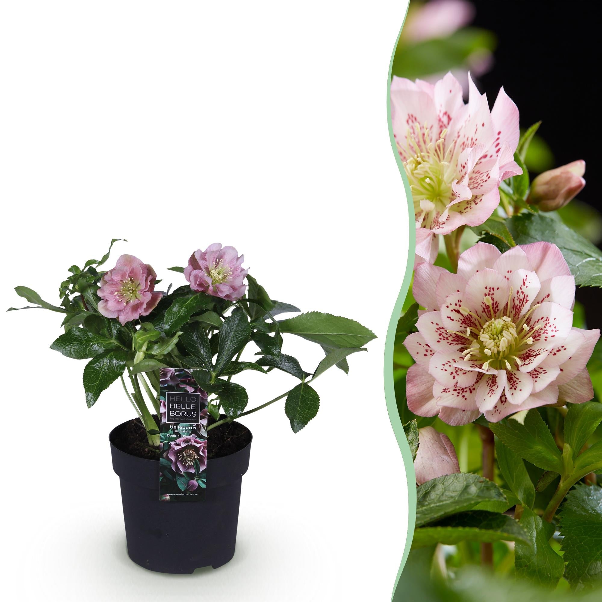green-guardia-unsere-pflanzen-helleborus-double-ellen-pink-1-pflanze-rosa image 1