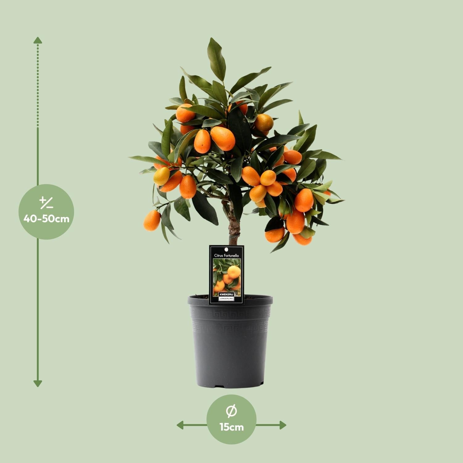 green-guardia-citrus-kumquat-pflanze-16cm-topf-45cm image 2
