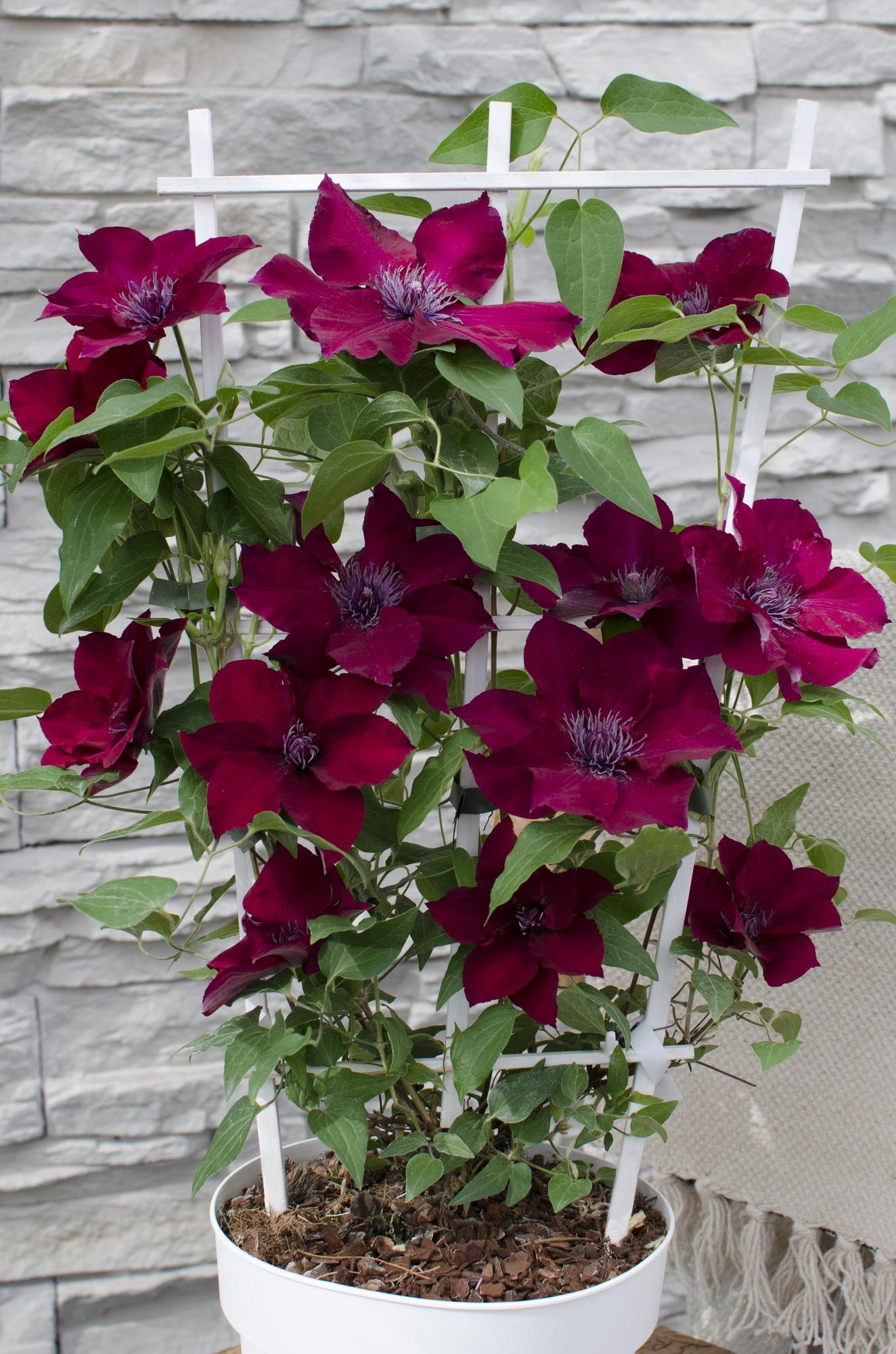 green-guardia-clematis-nubia-rot-kletterpflanze-65cm-k-bel image 4