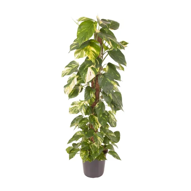 green-guardia-unsere-pflanzen-efeutute-epipremnum-120-cm-24-topf image 1