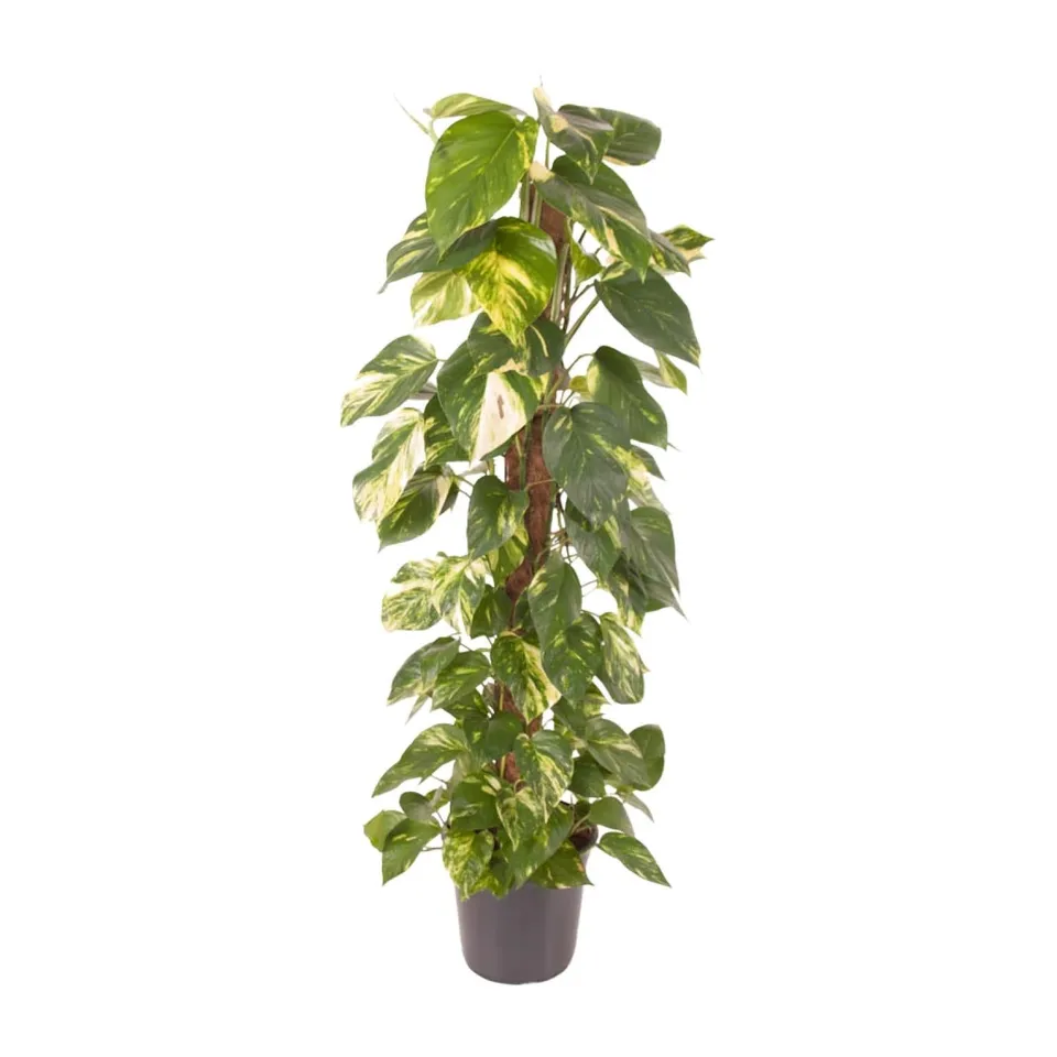 green-guardia-unsere-pflanzen-efeutute-epipremnum-120-cm-24-topf image 1