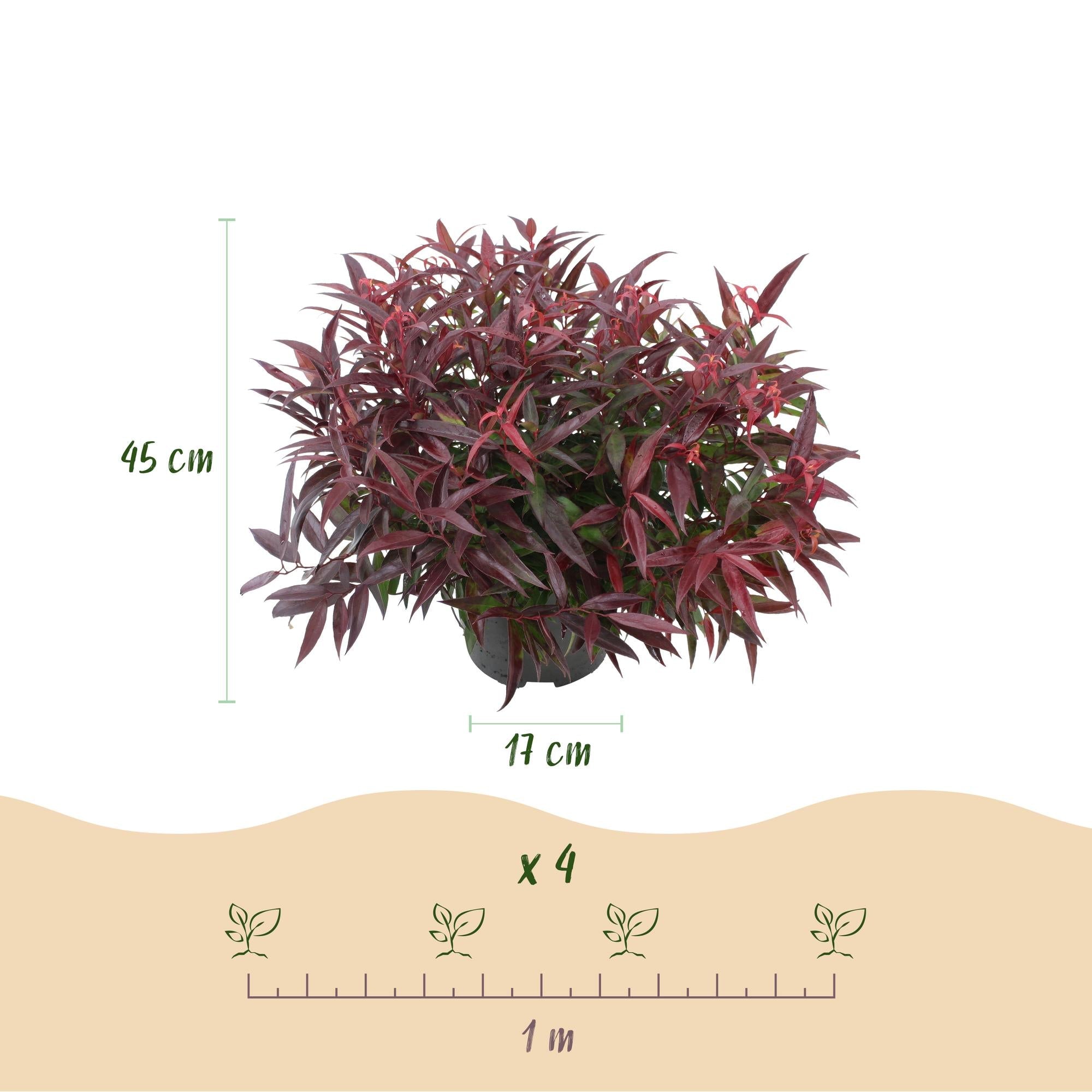 green-guardia-unsere-pflanzen-leucothoe-burning-love-1-pflanze-immergr-n image 2
