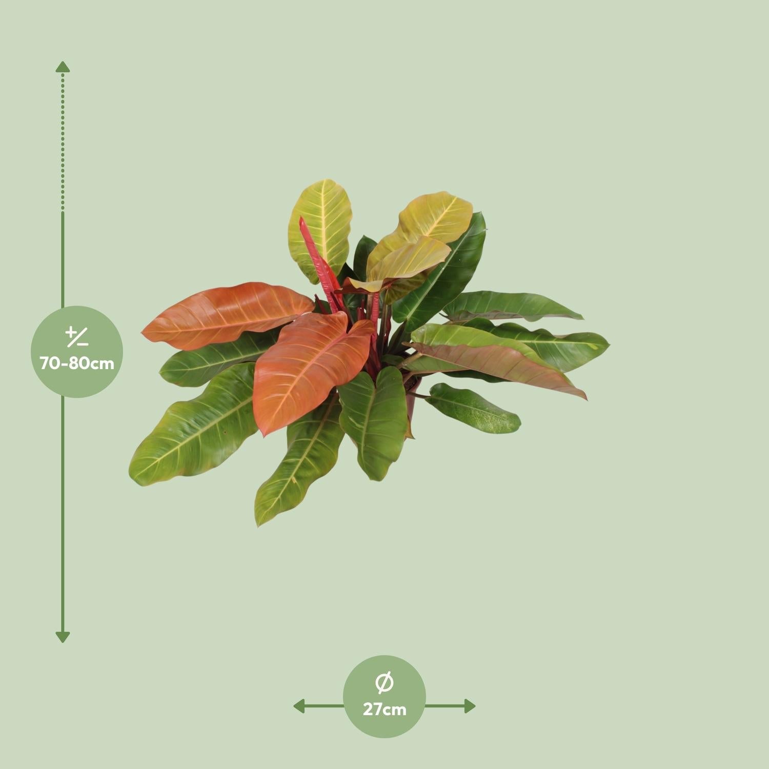 green-guardia-prince-of-orange-philodendron-zimmerpflanze-45-cm-pflegeleicht image 3
