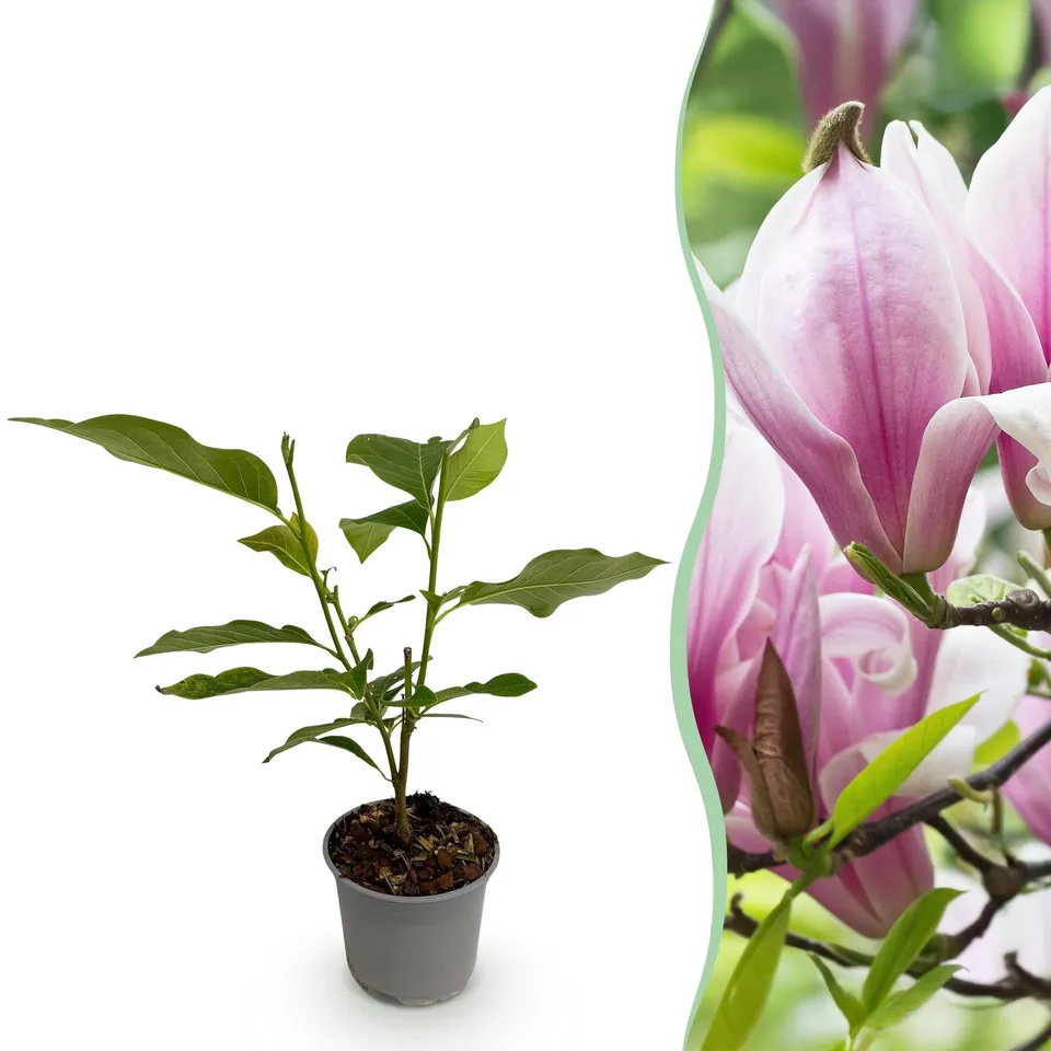 green-guardia-magnolia-george-henry-kern-rosa-30-cm-zierstrauch image 1