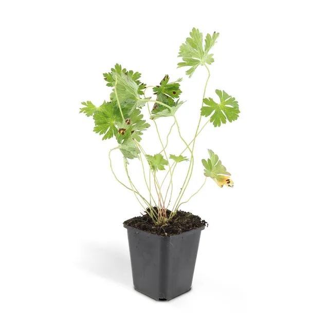 green-guardia-unsere-pflanzen-geranium-rozanne-storchschnabel-6x image 1