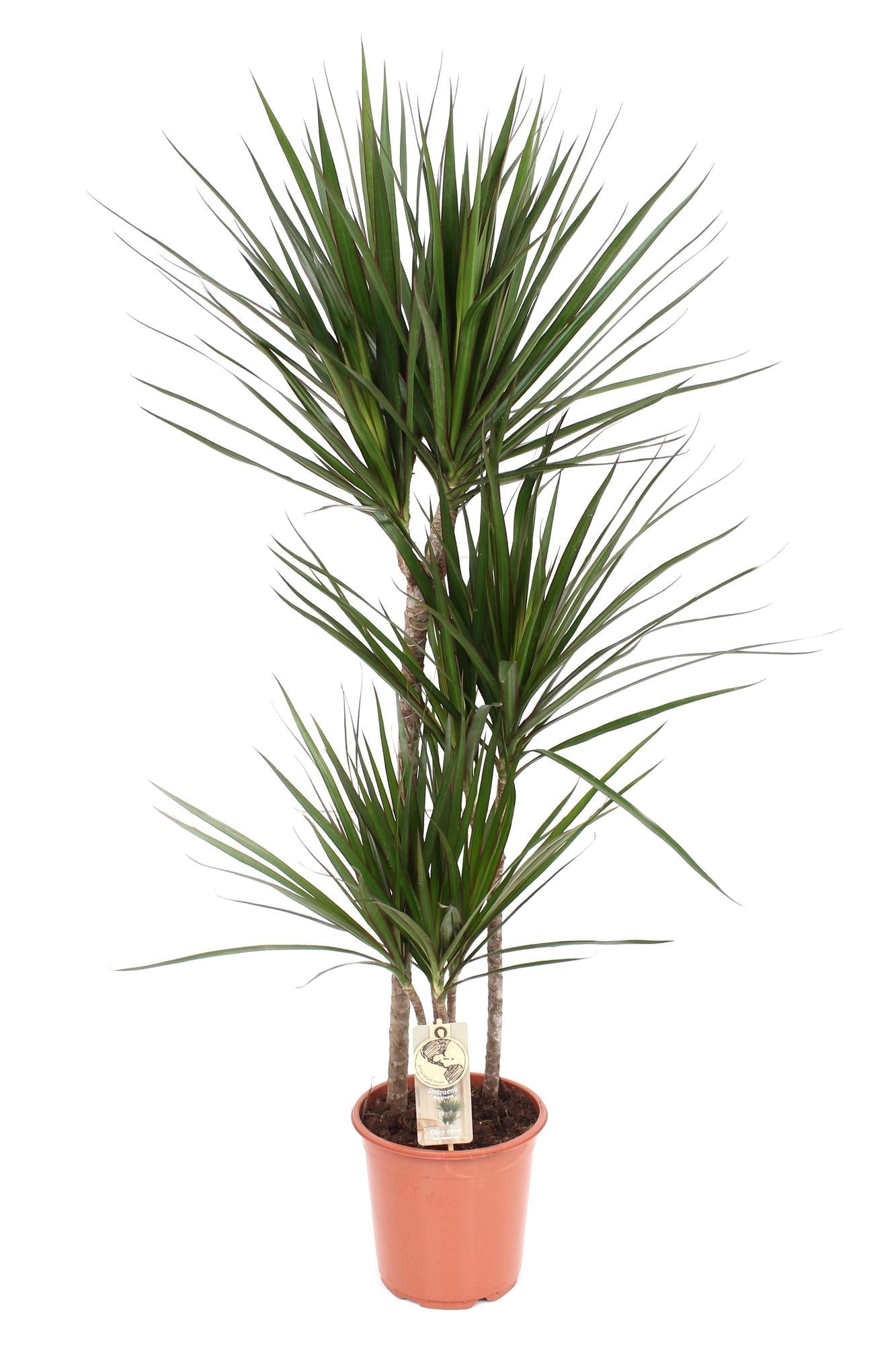 green-guardia-unsere-pflanzen-drachenbaum-55cm-zimmerpflanze-pflegeleicht image 1