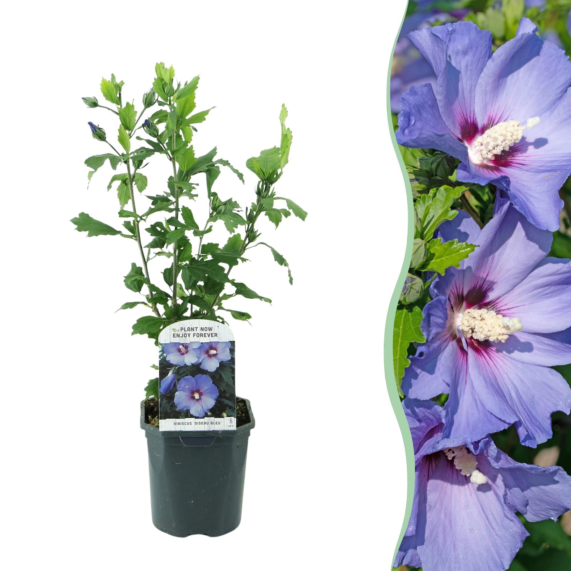 green-guardia-oiseau-blue-gartenhibiskus-strauch-17-cm-topf image 1