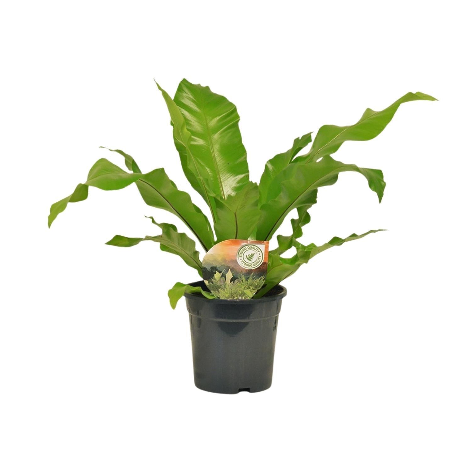 green-guardia-asplenium-nestfarn-zimmerpflanze-17cm-60cm image 1