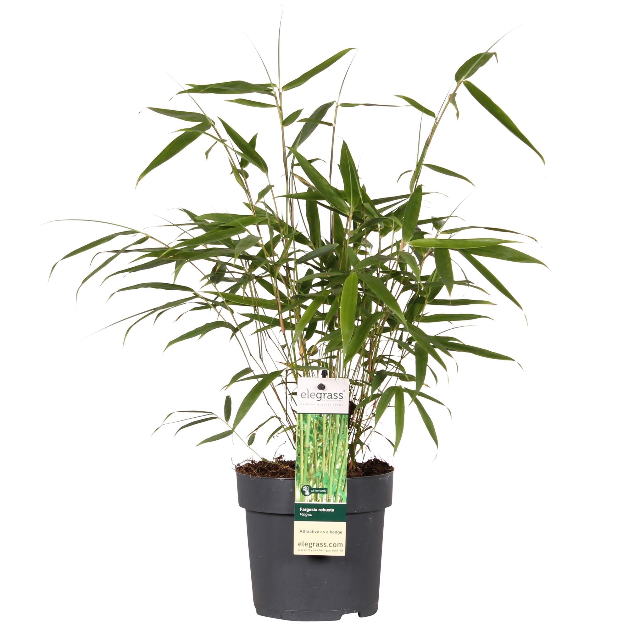 green-guardia-pingwu-fargesia-robusta-bambus-40-cm-im-14-cm-topf image 1