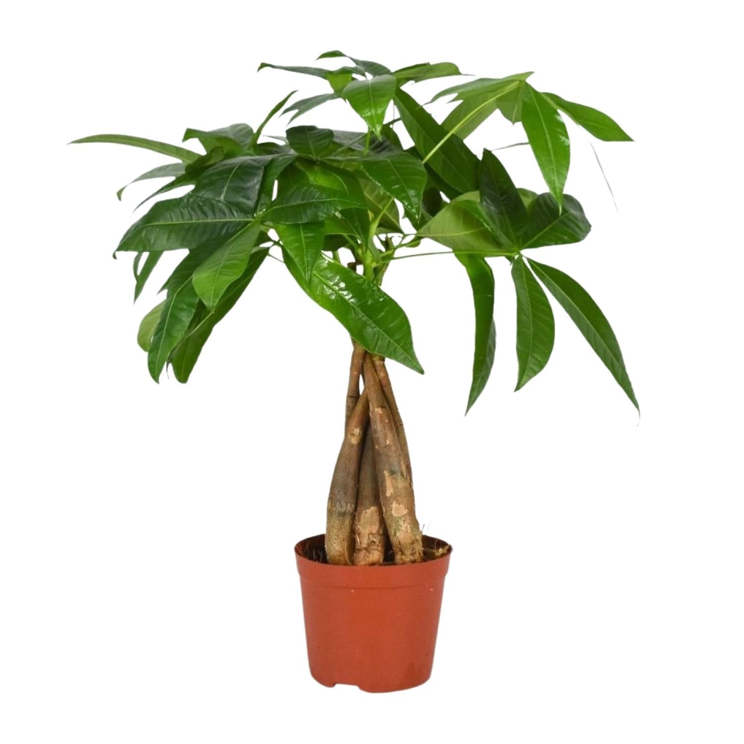 green-guardia-pachira-aquatica-gl-ckskastanie-35cm-geflochten image 1