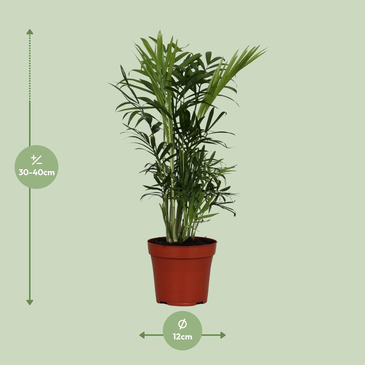 green-guardia-chamaedorea-elegans-bergpalme-40-cm-zimmerpflanze image 2