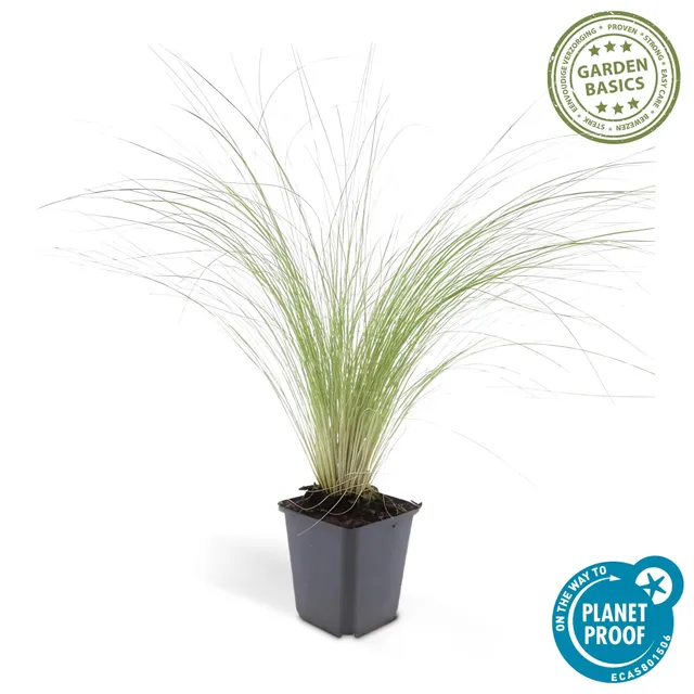green-guardia-unsere-pflanzen-stipa-federgras-ponytails-9cm-topf image 1