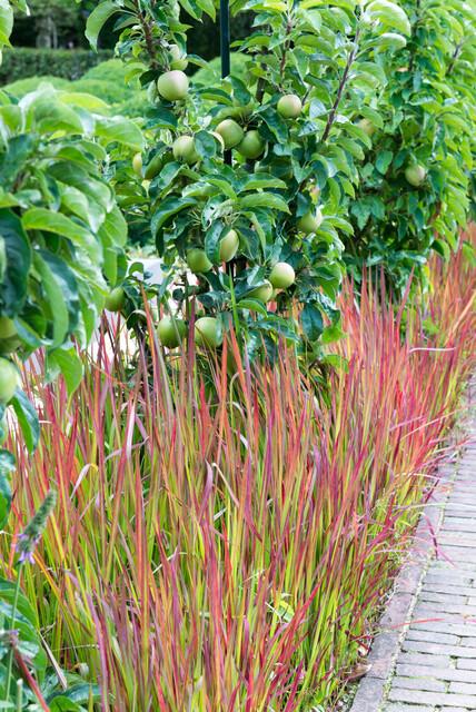 green-guardia-red-baron-blutgras-ziergras-9-cm-topf-rot image 4