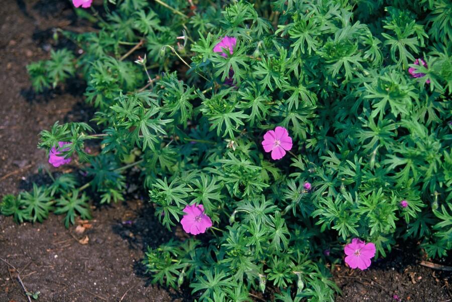 green-guardia-geranium-tiny-monster-storchschnabel-6-pflanzen image 4