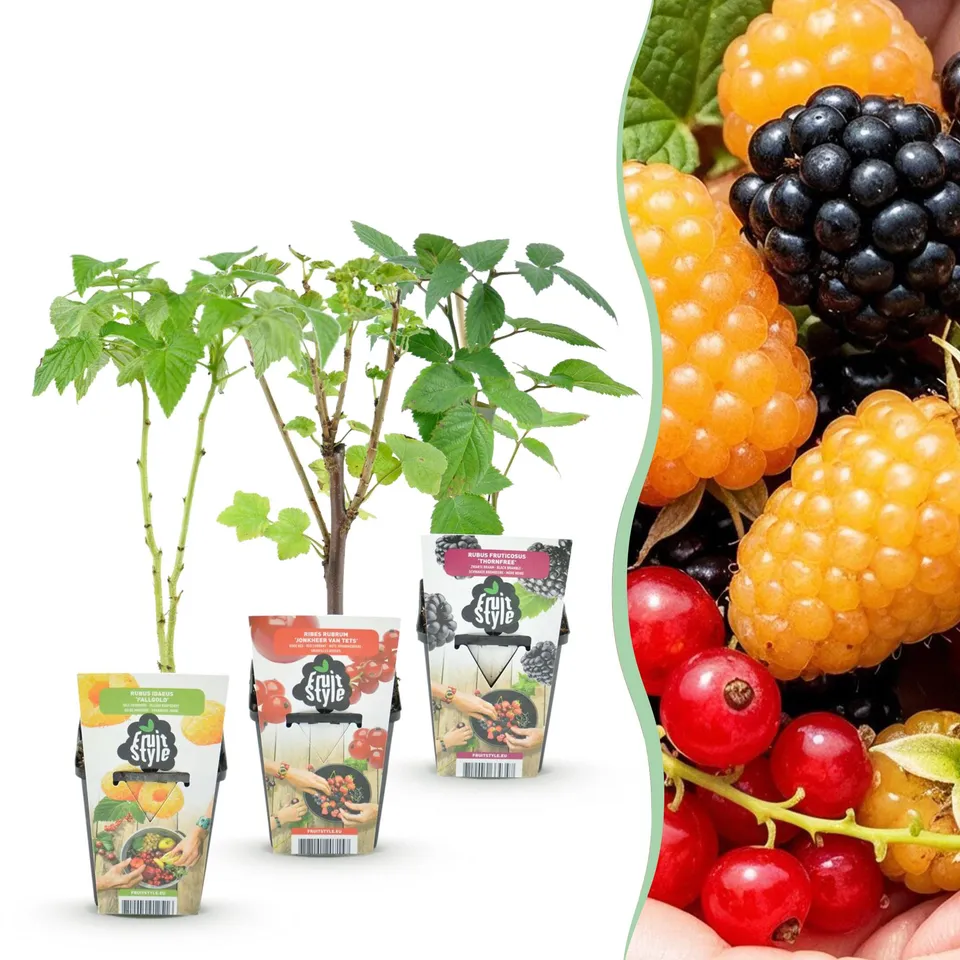 green-guardia-beerenmix-tricolour-obstpflanzen-3-pflanzen image 1