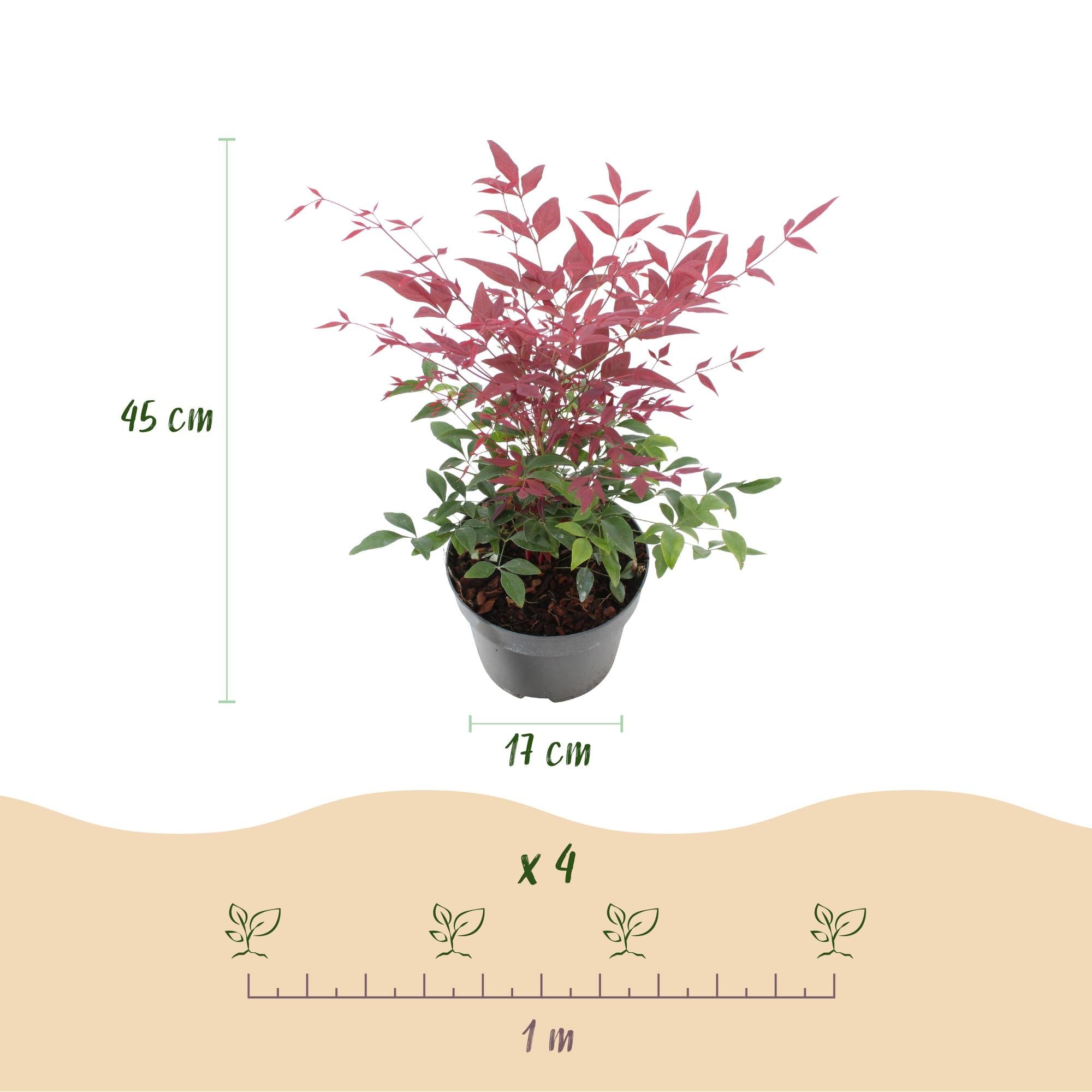 green-guardia-unsere-pflanzen-nandina-tricolour-3-pflanzen-45cm image 2