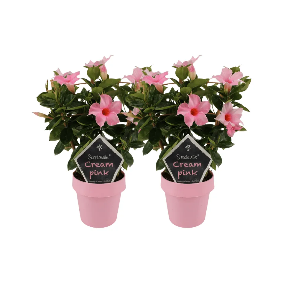green-guardia-mandevilla-sundaville-cream-pink-kletterpflanze-2-st-ck image 1