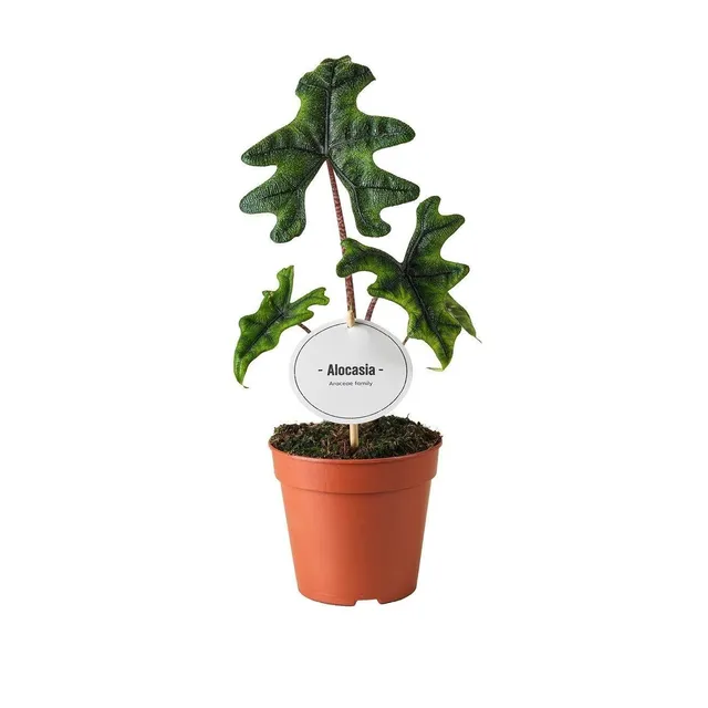 green-guardia-unsere-pflanzen-alocasia-jacklyn-zimmerpflanze-12-cm-samtig image 1