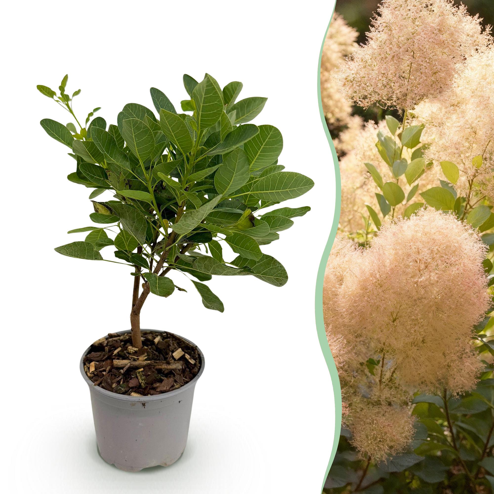 green-guardia-unsere-pflanzen-cotinus-young-lady-zierstrauch-12cm-35cm image 1