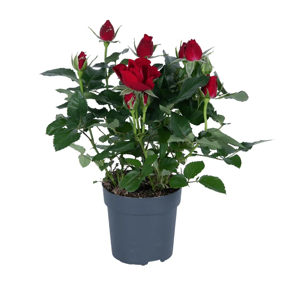 green-guardia-unsere-pflanzen-rote-rose-topfrose-17cm-topf image 1