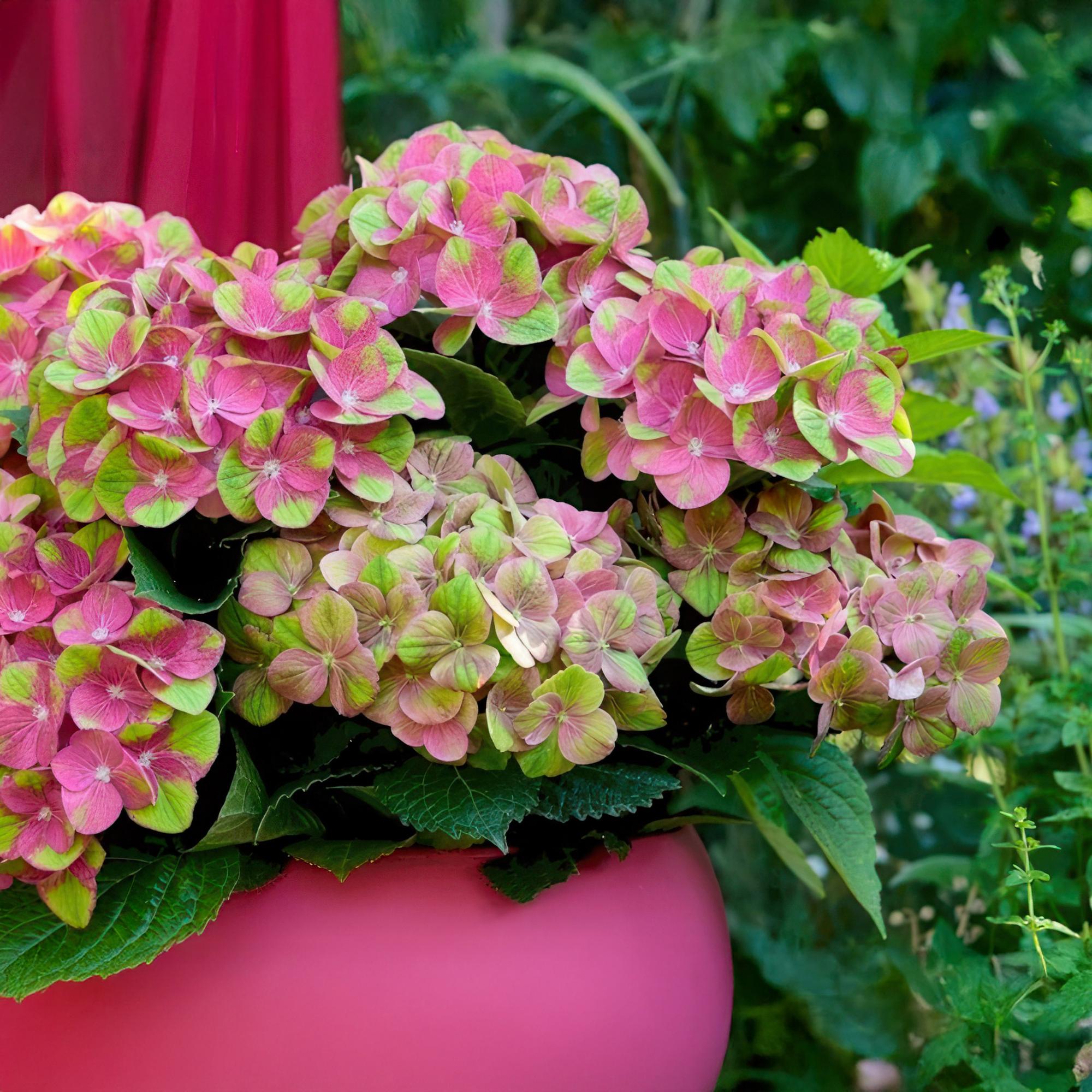 green-guardia-unsere-pflanzen-hortensie-magical-green-fire-55cm image 4