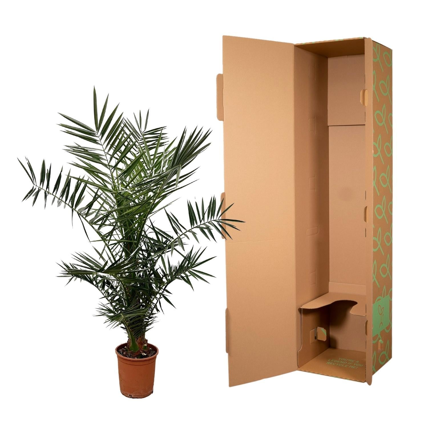 green-guardia-phoenix-canariensis-palme-140-cm-21-cm-topf image 3
