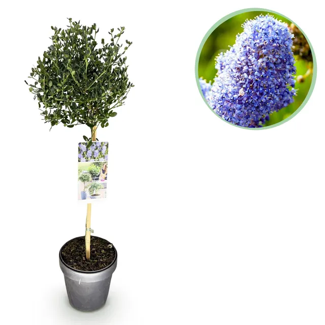 green-guardia-unsere-pflanzen-ceanothus-victoria-stamm-blau-90cm image 1