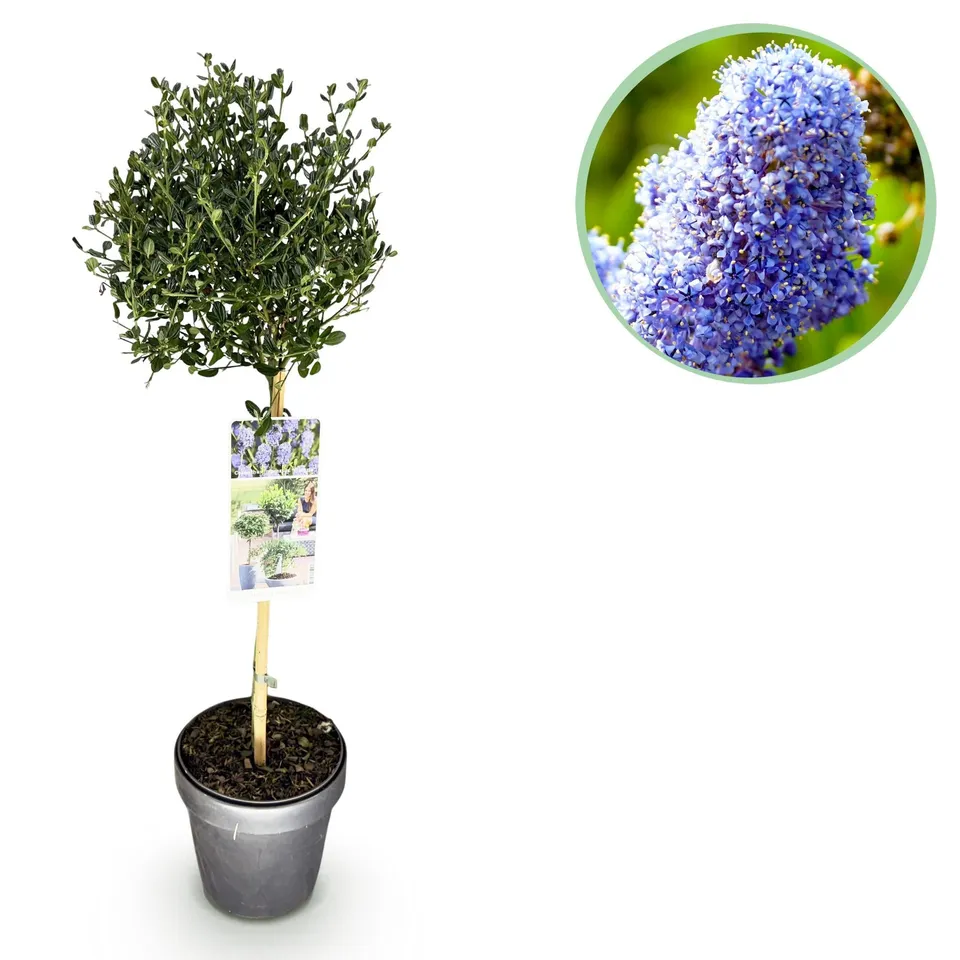 green-guardia-unsere-pflanzen-ceanothus-victoria-stamm-blau-90cm image 1
