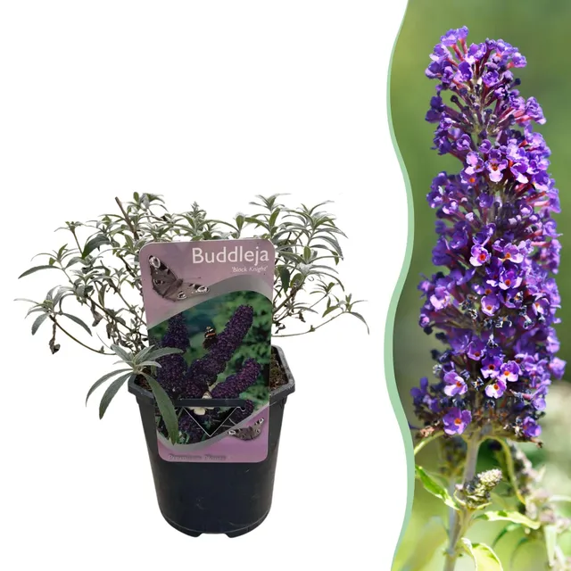 green-guardia-buddleja-purple-emperor-sommerflieder-17cm image 1
