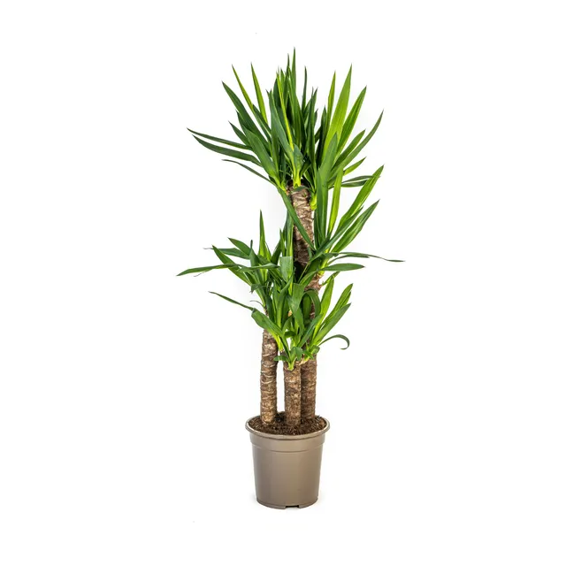 green-guardia-unsere-pflanzen-yucca-elephantipes-palmlilie-85-cm-17cm image 1