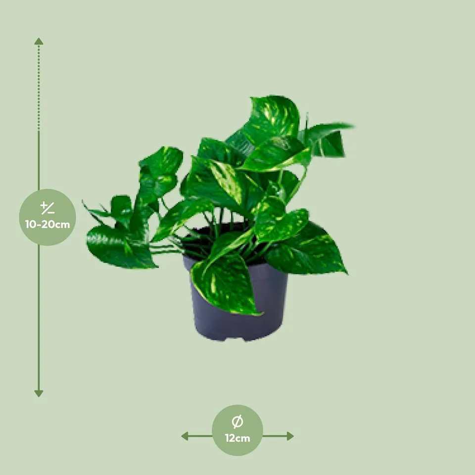 green-guardia-unsere-pflanzen-epipremnum-aureum-efeutute-25cm-12cm image 1