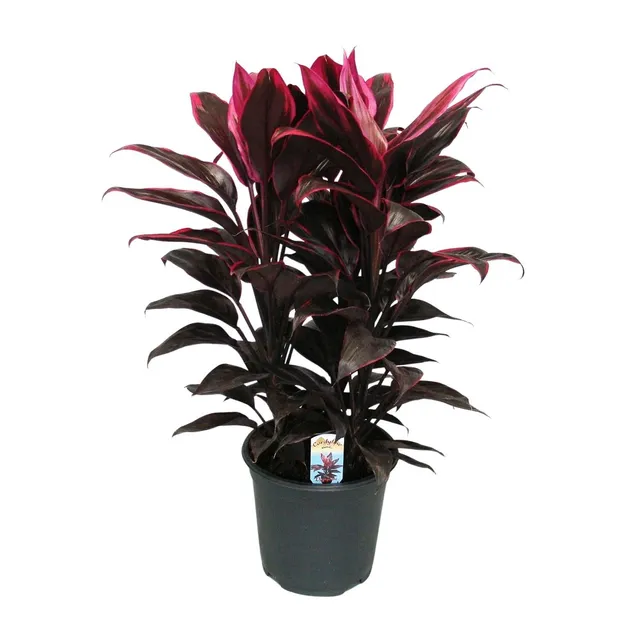 green-guardia-unsere-pflanzen-cordyline-mambo-19-cm-55-cm image 1